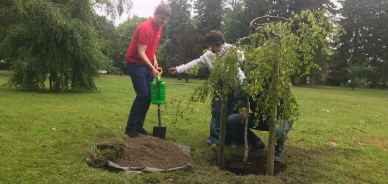 SW Energia kinkis Türi linnale 50 puud