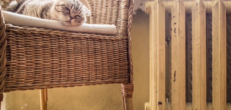 sweet cat sleeps on a chair near the heated radiator